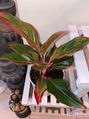 Red Aglaonema, Chinese Evergreen