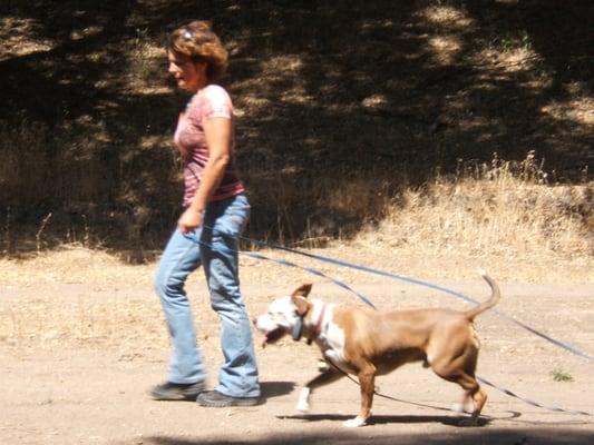 Using a long line to train dogs to stay with you is a favorite with dogs and me. They learn so quickly this way.