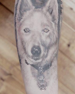 A wolf dog portrait by Justin.