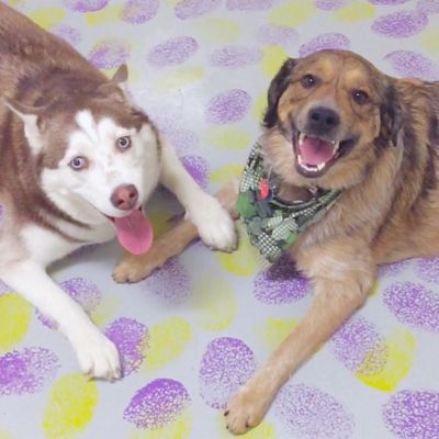 Apache, my Aussie Lab mix, holding paws with his furend Sasha.