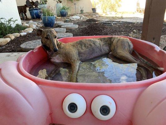 Wolfgang in his pool