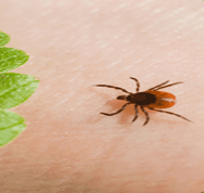 Lyme Literate Doctors