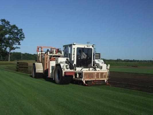 Harvesting sod.