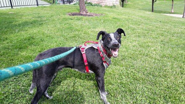 Wally was ecstatic to visit his neighborhood park.