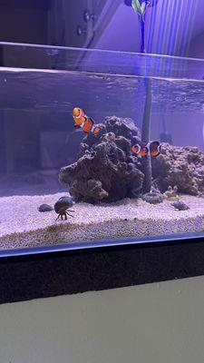 Live rock , hermit , clown fish