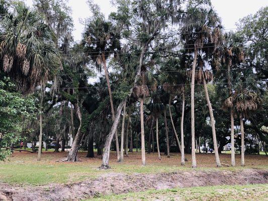 Lots of shady trees.