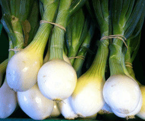 Fresh onions.