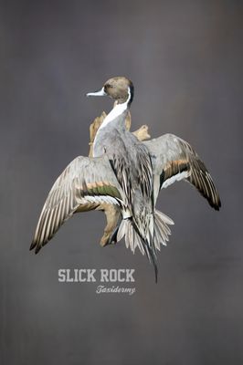 Flushing pintail