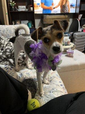 In her pretty Hawaiian lei