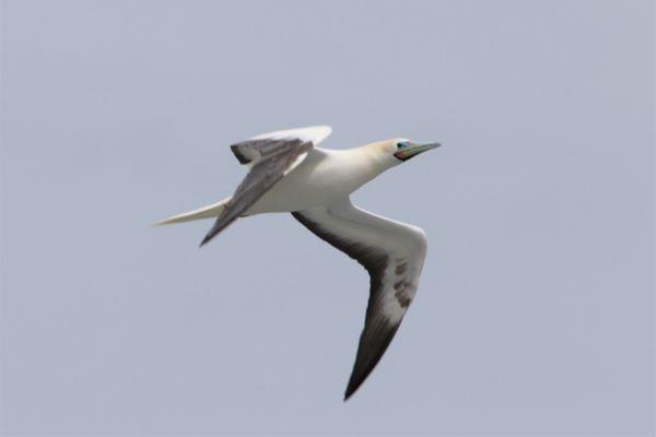 Red Footed Booby