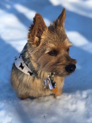 Niko looking handsome from his Best in Show grooming visit