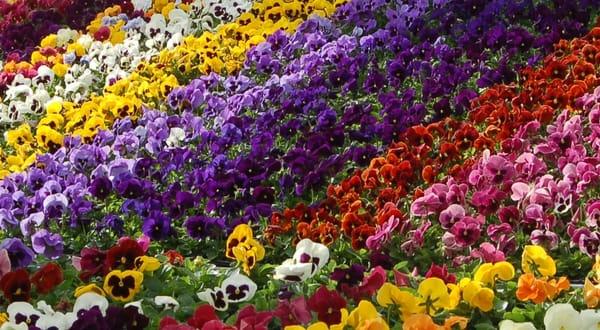 Pansies!