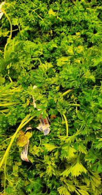 Curly Parsley