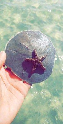 Sea star and sand dollars we find on our ecological tour and sandbar tours!