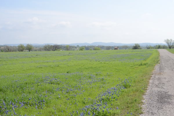 Bluebonnets in season