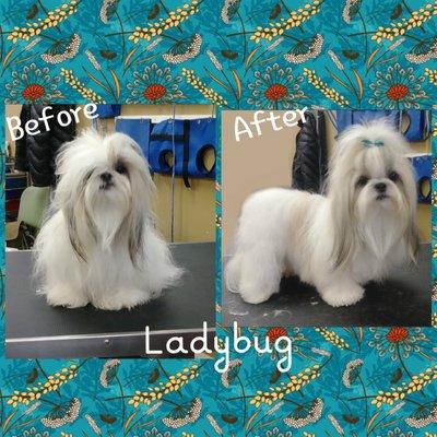 Lady Bug before & after her grooming