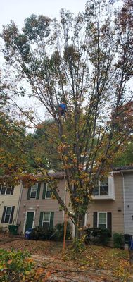 Tree pruning