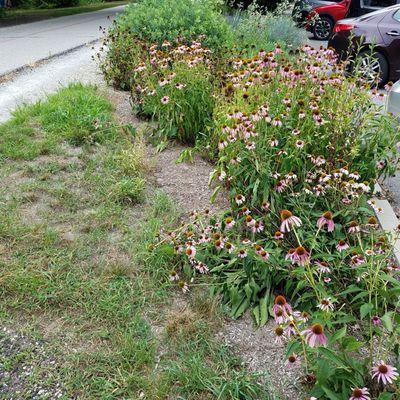 some flowers and lawn along the way