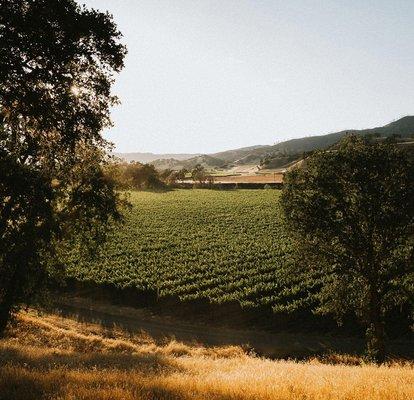 Hardin Ranch - Matthew Wallace Vineyards - Pope Valley, CA.