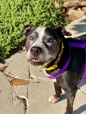 Boom Boom (aka a very good boy) is the 11 year-old puppy dog I adopted in November 2021.