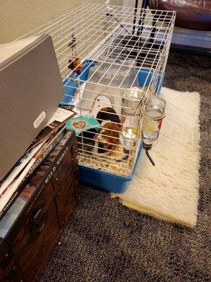 A guinea pig in a dental office. I love it!