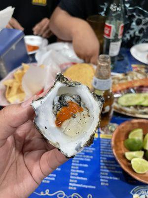 Oysters fresh and delicious!