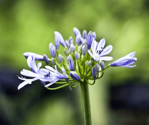 Agapanthus. Our inspiration! From the Greek for flower of love.