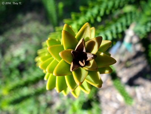 Araucaria Muelleri.