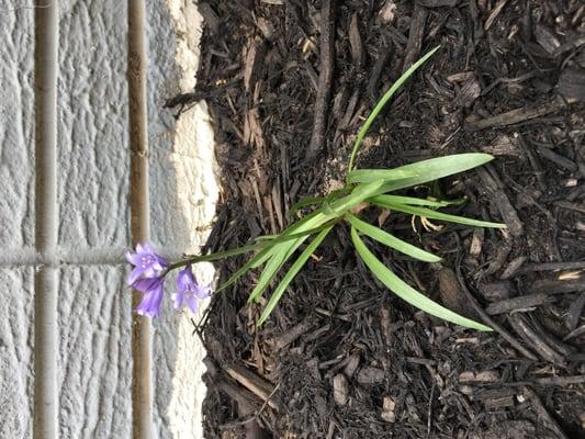 The First Bluebell of the Season!