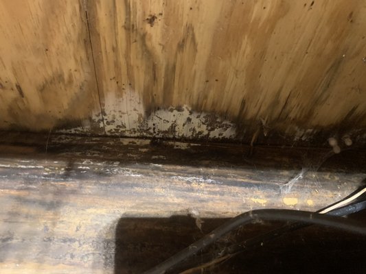 Mold on subfloor and rim joist that can cause major damage to your home