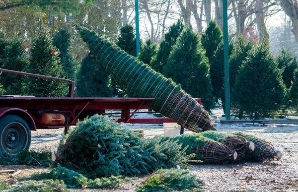 Before The christmas trees hit the lot!