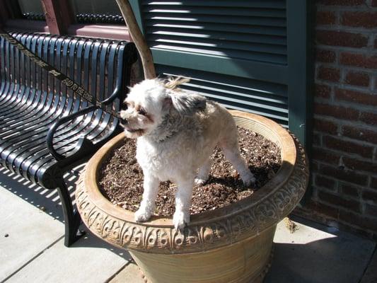 Benji taking a break, sitting in a planter pot after taking a walk through Lincoln today.