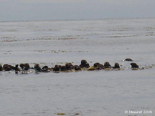 Raft of sea otters