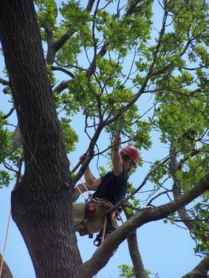 Proper trimming techniques are important for the life & health of your trees. Elliot is a Certified Arborist.