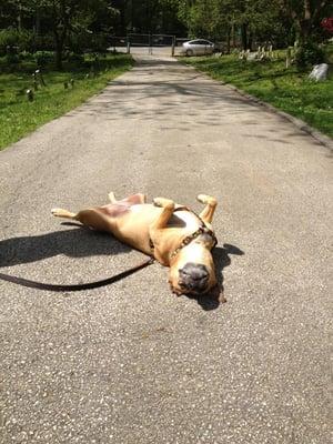 Elie laying out in the sun during her walk :D