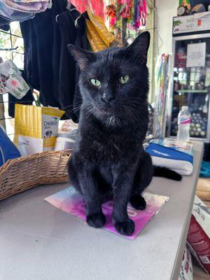 Adoptable cat at shop