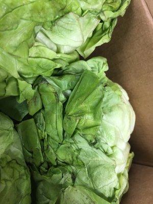 More sad butter lettuce