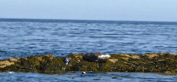 Two adult seals and a young seal sunbathing.