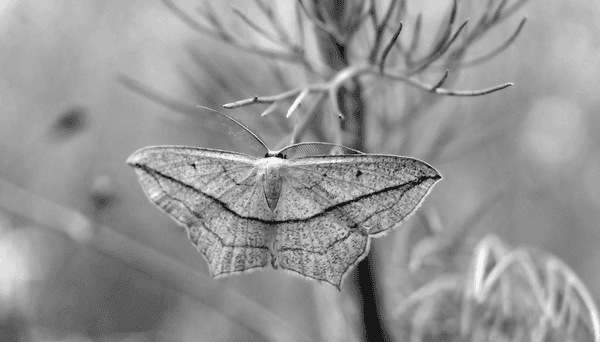 The Luna Moth is a reminder that when all is said and done, our healing and sense of love are the ultimate journey.