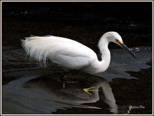 Snowy Egret seen at Glen Oaks! (Photo by Todd G.)