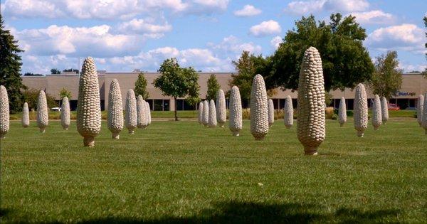 Field of Corn at 7 minutes drive to the southeast of Columbus wealth management consultant HORAN