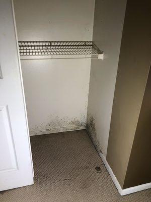 Mold growth