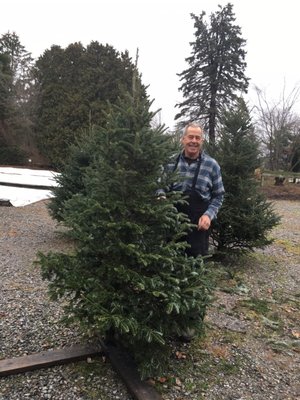 Finally!!! Bob artfully trimmed the tree and I have the sparse tree I've been looking for!!!