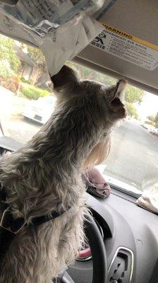 Dexter the driving dog will chauffeur you to the doctors office