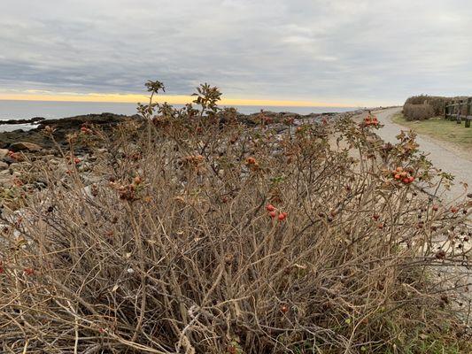 Marginal Way