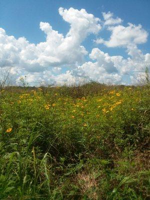 Beautiful day though humidity puts us over 100 degrees today.