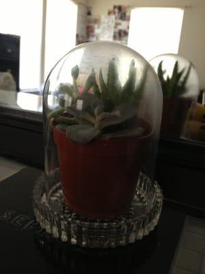 I got the bits to make this adorable terrarium for 1.05$ at the rummage sale today