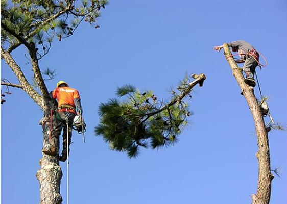 Molina Tree Service