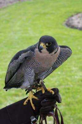 Northern Illinois Raptor Center