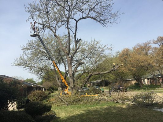 Tree Services in the Garland, Texas Area